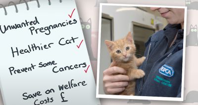 Charities highlight importance of feline neutering for World Spay Day